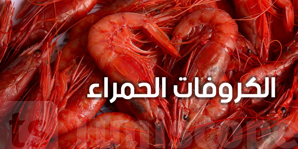  إيطاليا علّقت شراءه.. تونس تتوصل إلى اتفاق جديد بشأن ''الكروفات الحمراء ''